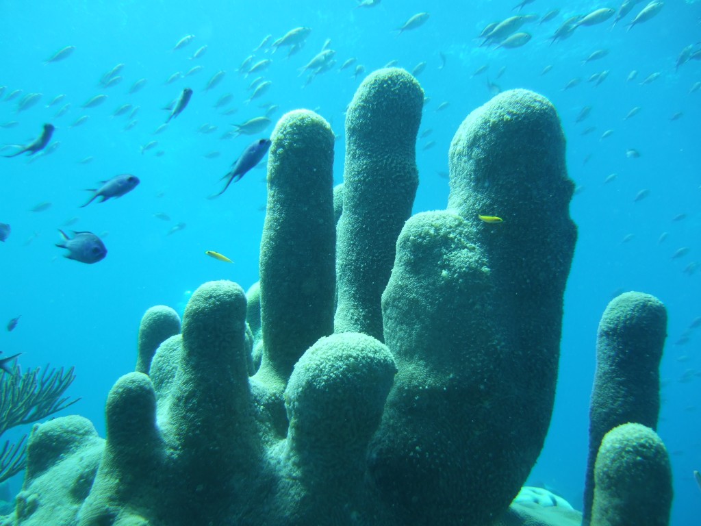 pillar coral