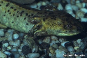 Taylor’s Salamander ©James Hanken