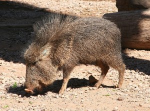 Chacoan peccary ©Dave Pape