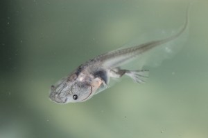 A miraculous tadpole