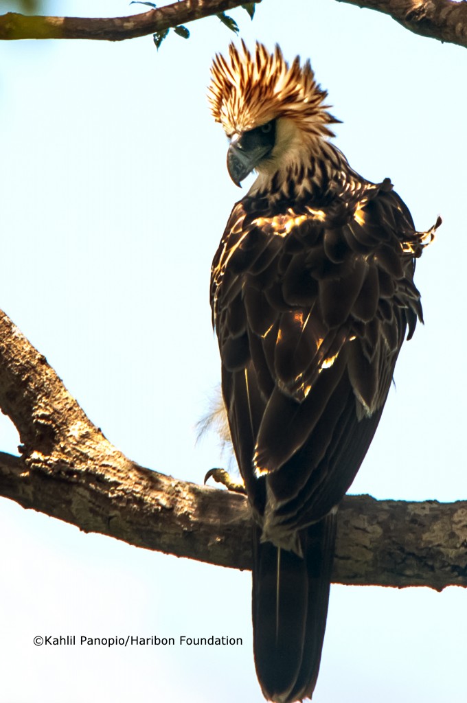 Philippine Eagle 1