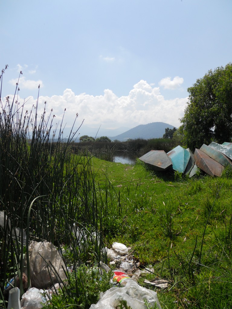 Photo 1B Litter in reedbeds