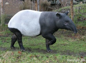 tapirus_indicus_ZSL