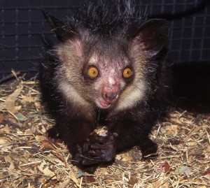 Aye-aye ZSL