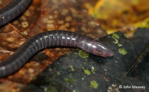 (c) John Measey - sagalla caecilian 