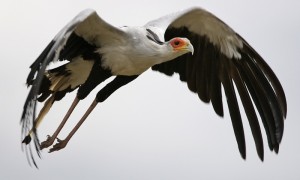 Secretarybird 1_LIP KEE