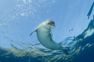 Diving picture of Mediterranean monk seal, Gokova Bay Turkey.