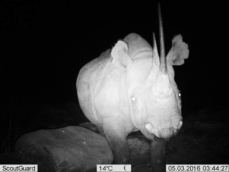 Imagine "listening" to this photo of a black rhino
