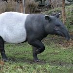 Asian tapir (Tapirus indicus)