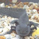 Axolotl (Ambystoma mexicanum)