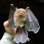 Cuban Greater Funnel-Eared Bat (Natalus primus)