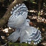 Kagu (Rhynochetos jubatus)