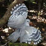 Kagu (Rhynochetos jubatus) 