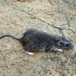 Large Rock Rat (Cremnomys elvira)