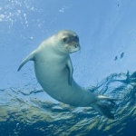 Mediterranean Monk Seal (Monachus monachus)