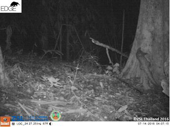 The first Sunda pangolin captured by a camera trap in the study area