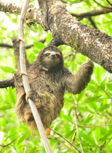 Collared pygmy sloth ©Nisha Owen