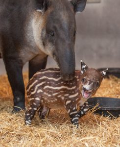 amiee-stubbs_nashville_zoo2