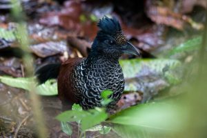 banded-ground-cuckoo-2_benjamin-schweinhart