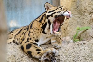 clouded_leopard_mouth_open-cc-eric-kilby