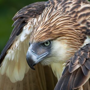 philippine-eagle-4_alain-pascua