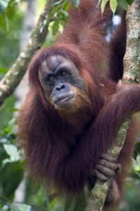 Sumatran Orangutan (Pongo abelii) Adult female North Sumatra, Indonesia *Critically Endangered
