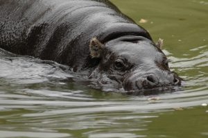 ZSL London Zoo's pygmy Hippos enjoying the the pool in their enclosure. *** Local Caption *** Thug the male