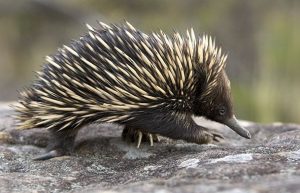 pavel-german-australian-nature-echidna-blog
