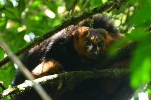 Red bellied lemur