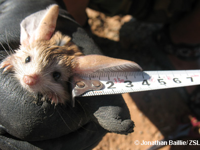 first known footage of wild long eared jerboas edge of existence