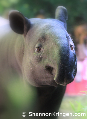 It's World Tapir Day! ...Wait, what's a tapir? - EDGE of Existence It's World Tapir Day! ...Wait, what's a tapir? - EDGE of Existence