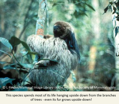 Maned Sloth Order Species of the week: the Maned three-toed sloth - EDGE of Existence