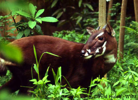 Species of the Week: Saola - EDGE of Existence