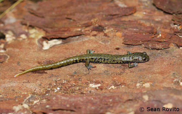 Species of the Week: Veracruz Green Salamander - EDGE of Existence