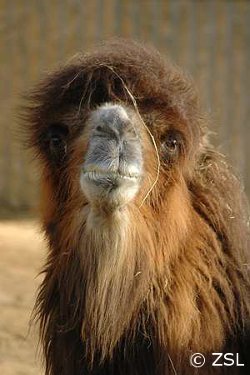 Species of the Week: Bactrian Camel - EDGE of Existence