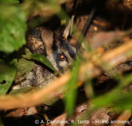 Species of the Week: Sumatran Striped Rabbit - EDGE of Existence