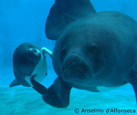 Species of the Week: Amazonian Manatee | EDGE of Existence