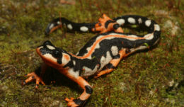 Luristan Newt