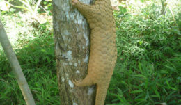 Sunda Pangolin (Manis javanica)