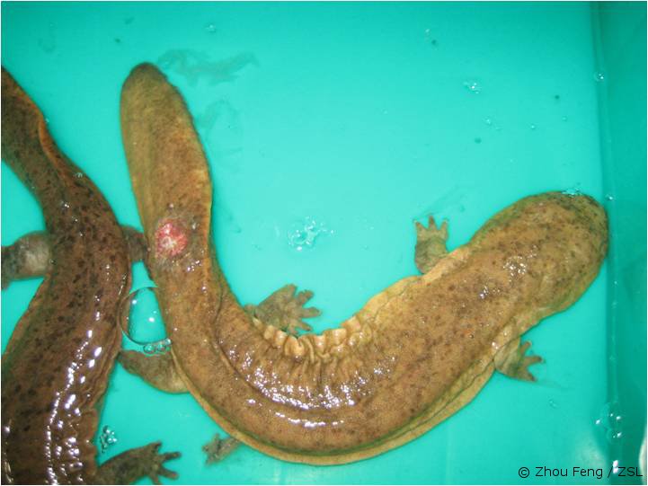 A brutal killer of the Chinese giant salamander - EDGE of Existence