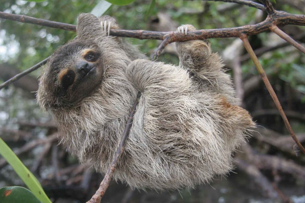 Pygmy Sloths Listed On CITES