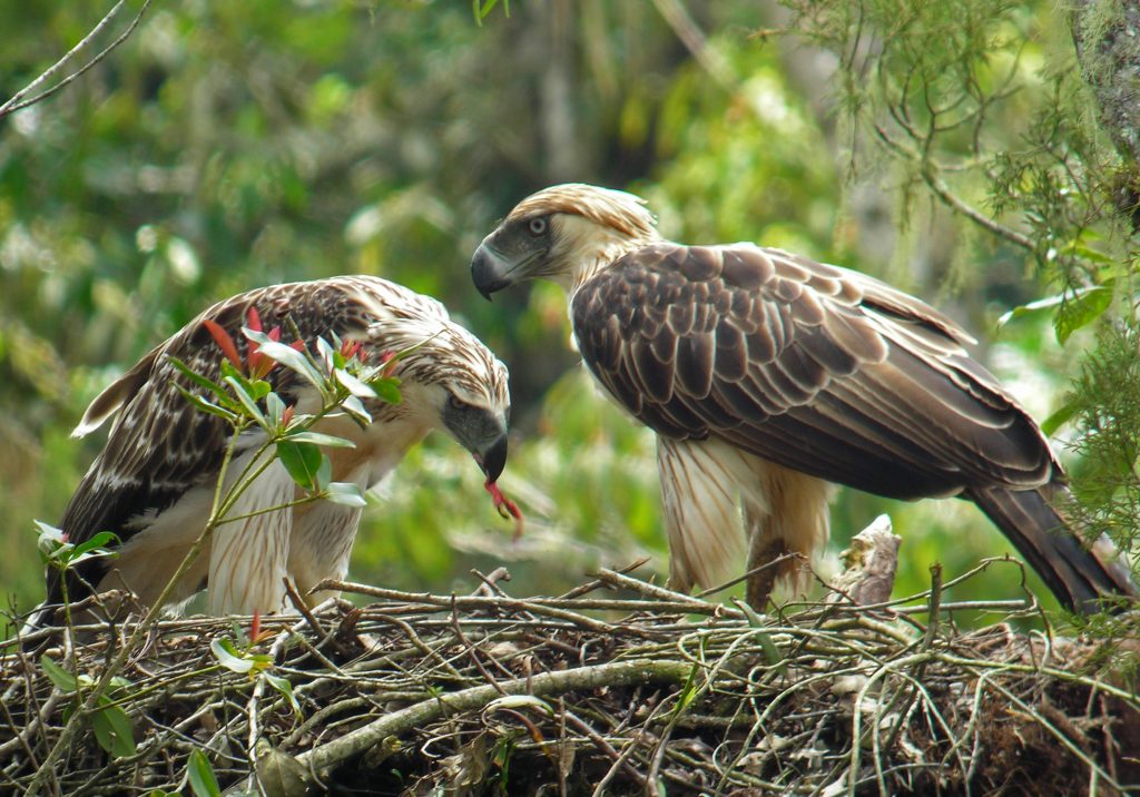 Launch Of EDGE Birds