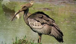 Giant Ibis