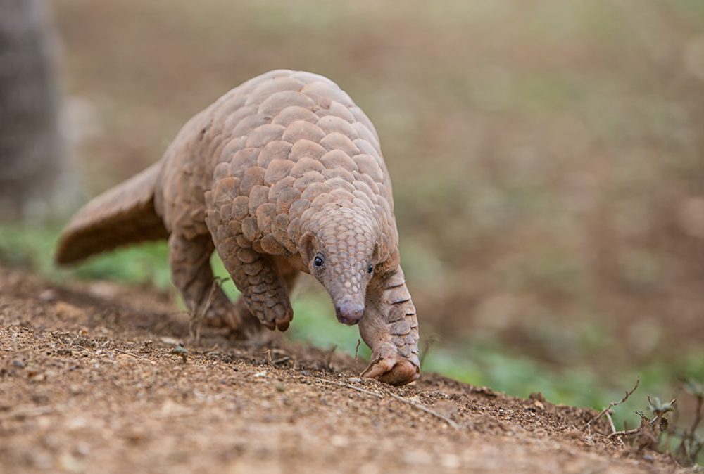 Indian-pangolin_Dr-Ajit-K-Huilgol-ARPS-1