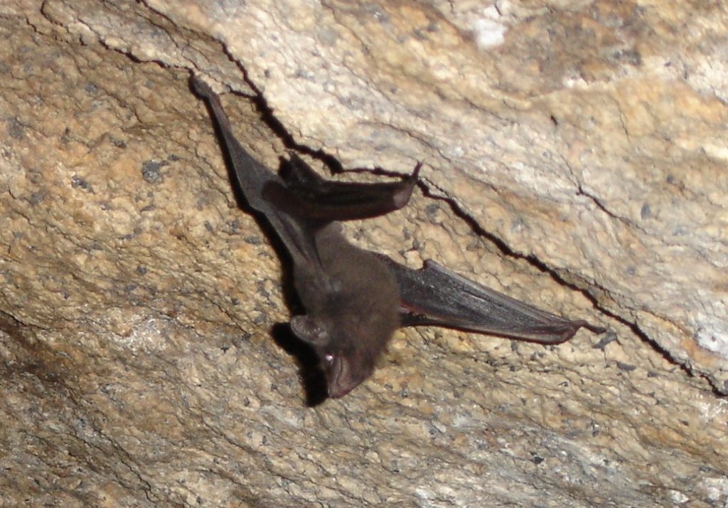 Seychelles Sheath-tailed Bats Protected