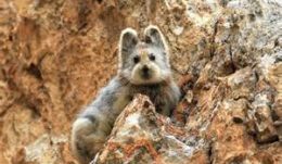 Ili Pika (Ochotona iliensis)