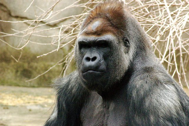 Impending extinction crisis of the world's primates: why primates ...