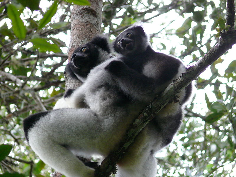 Impending extinction crisis of the world's primates: why primates ...