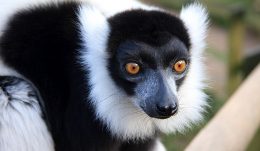 Black-and-white ruffed lemur