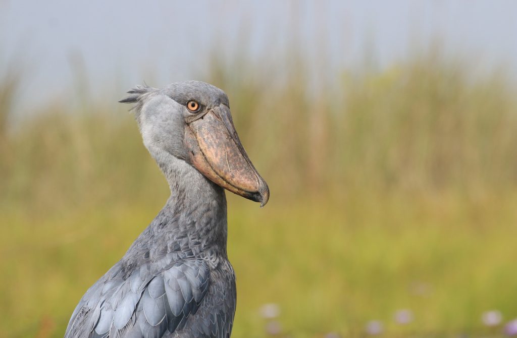 Shoebill from Project visit 2017